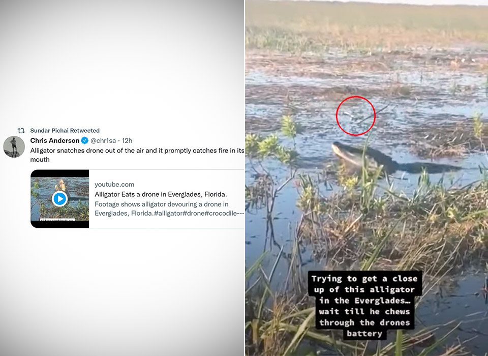 Google CEO Sundar Pichai Shares Video of an Alligator Snagging a Drone