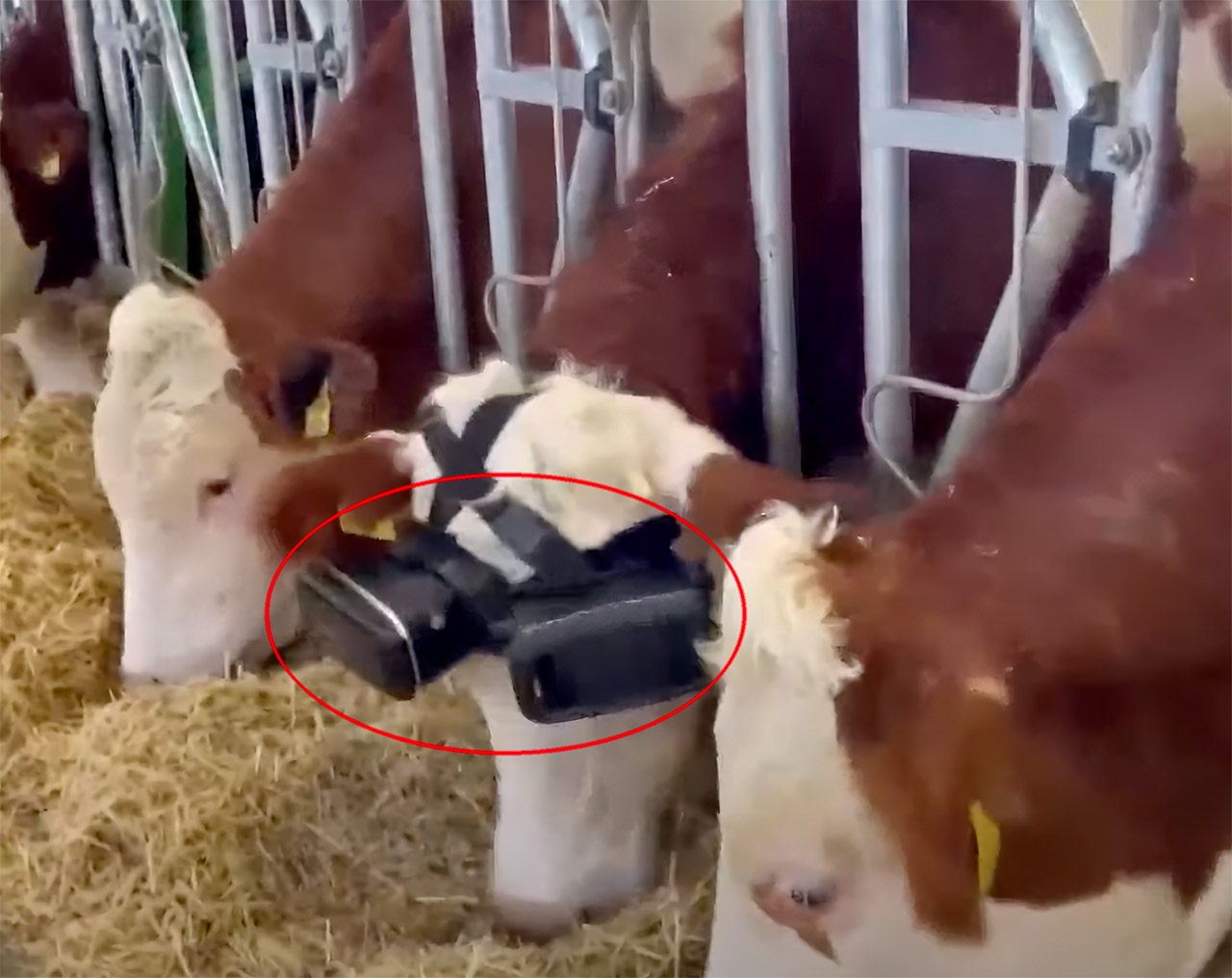 Farmer in Turkey Uses Reality Headsets to Trick Cows Into Producing More Milk by Simulating Green Pastures - TechEBlog