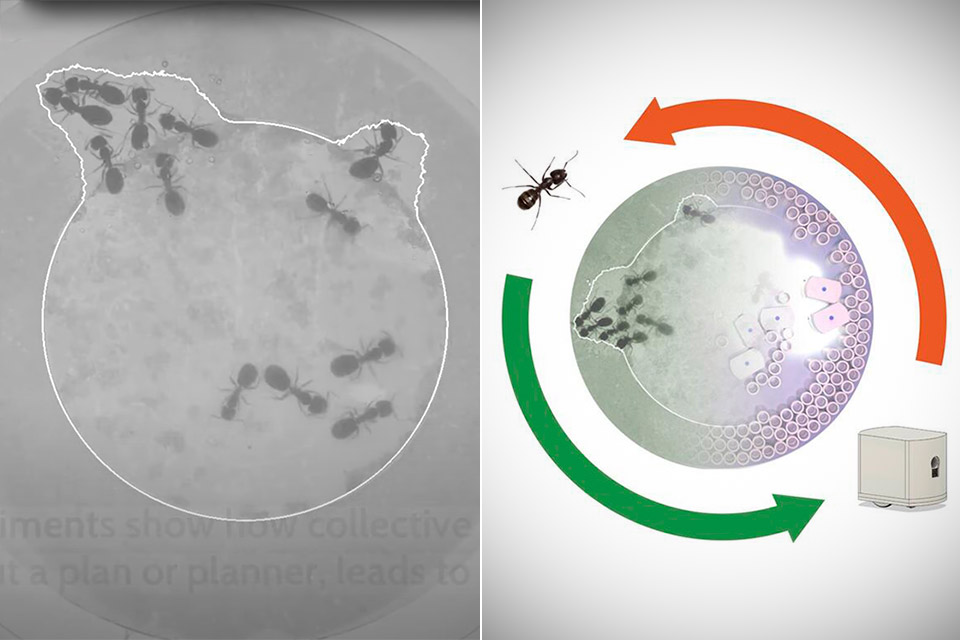 Ants Robot Swarm Prison Escape