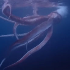 Divers Live Giant Squid Japan