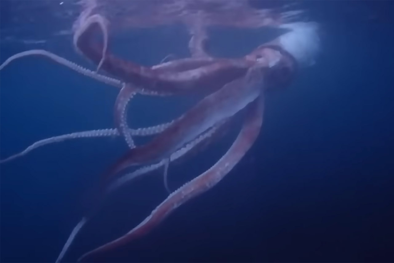 Divers Live Giant Squid Japan