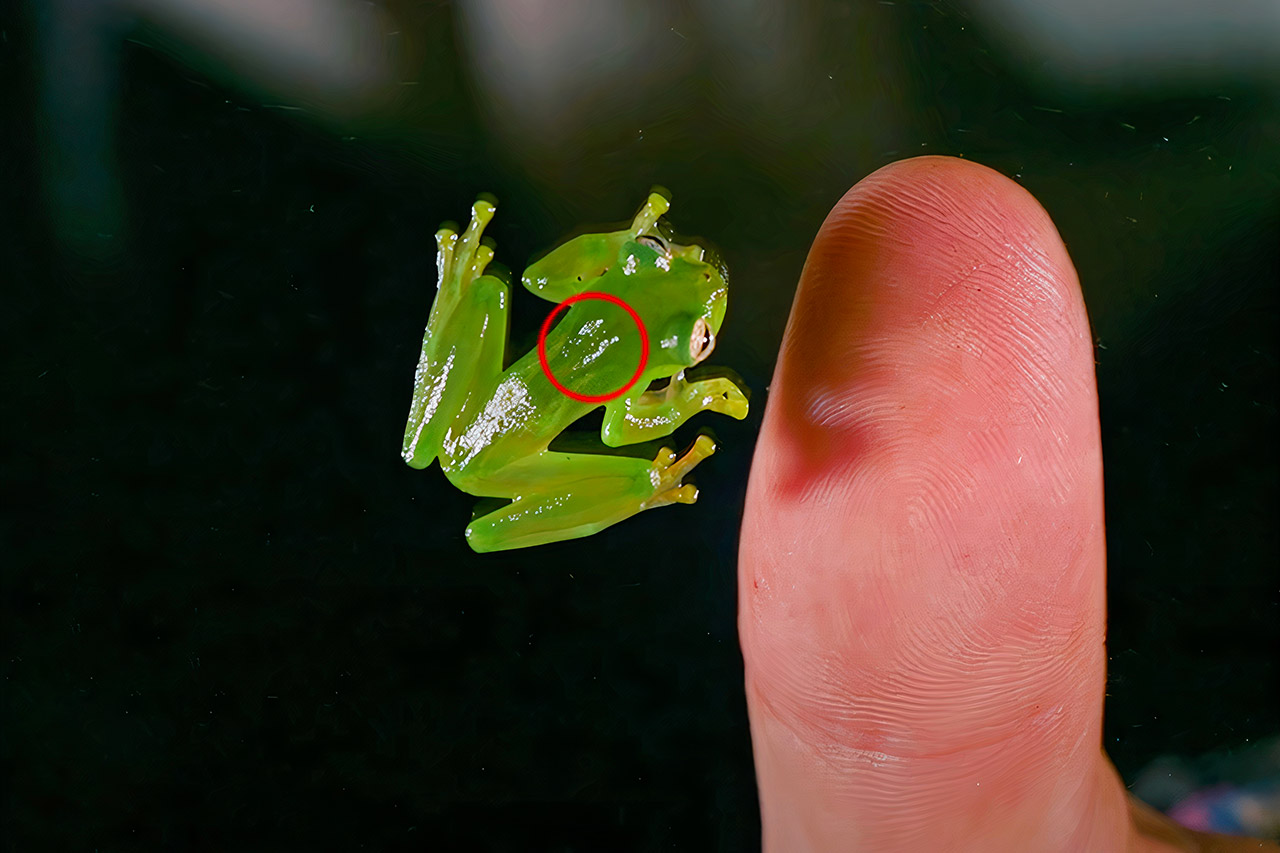 Translucent Glass Frog Hide Blood Sleeping