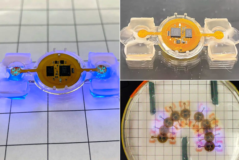 Biohybrid Robot Real Mouse Muscles