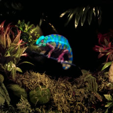 Light Field Lab SolidLight Holographic System