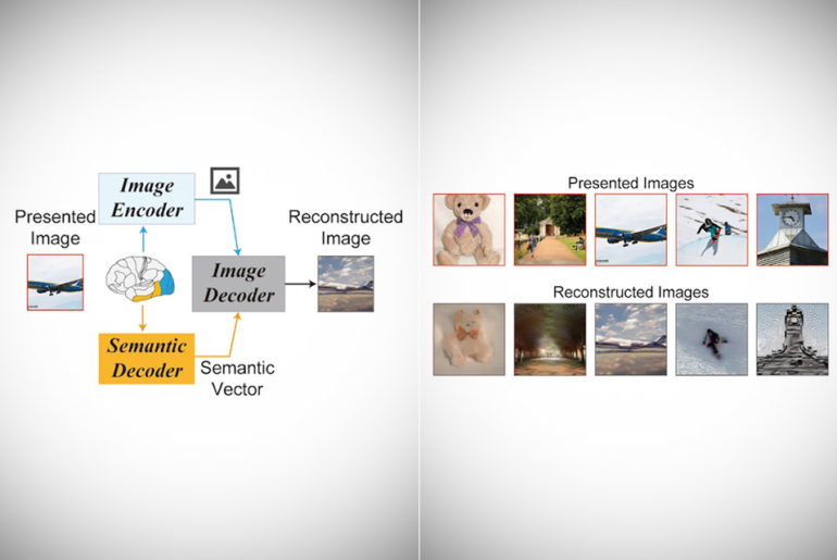 AI Human Brain Activity Reconstruct Images