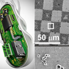 Biocomputer Organoid Intelligence OI Human Brain Cells AI