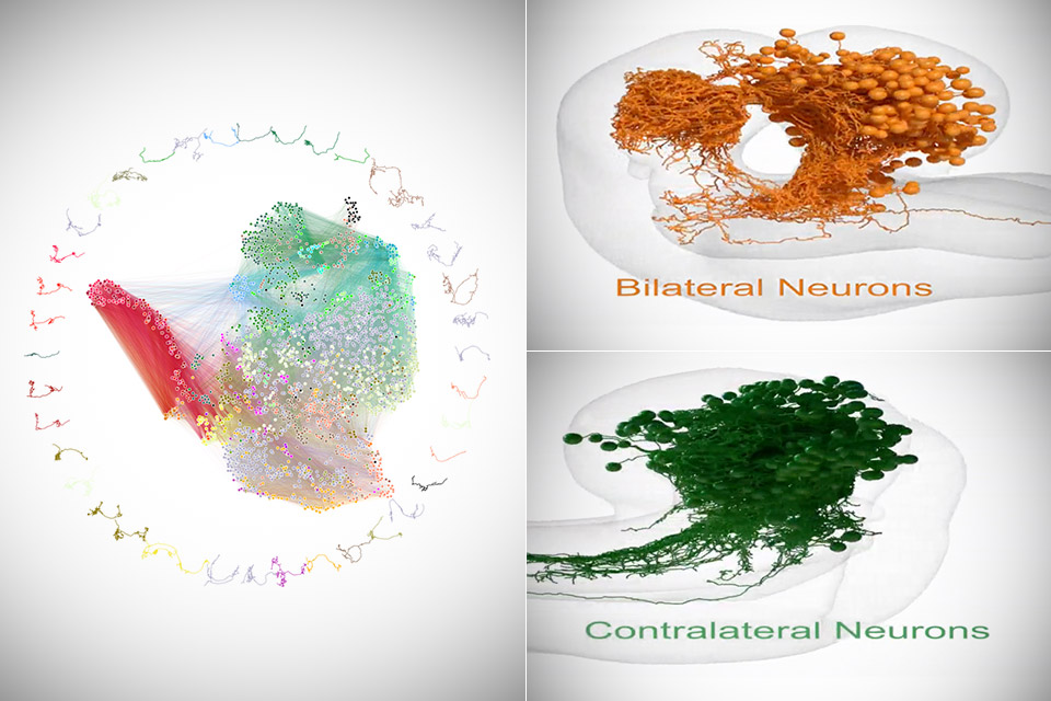 แผนที่ที่สมบูรณ์สมบูรณ์ Brain Fly AI Neural Network