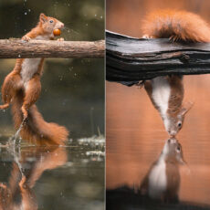 Niki Colemont Belgium Squirrels Photography