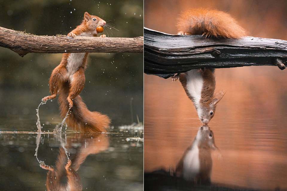 Niki Colemont Belgium Squirrels Photography