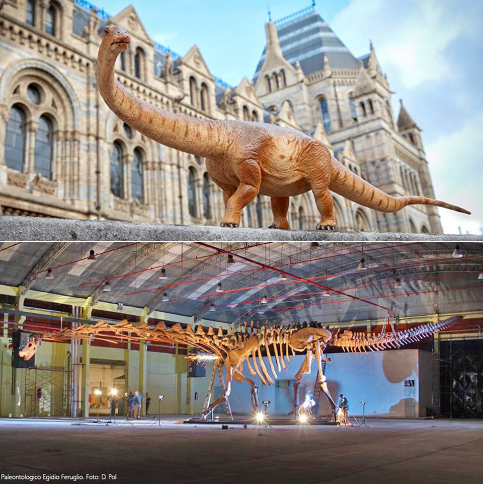 Titanosaur Largest Dinosaur Patagotitan Mayorum London Natural History Museum