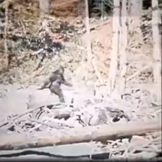 AI Stabilize Patterson-Gimlin Bigfoot Film 1967