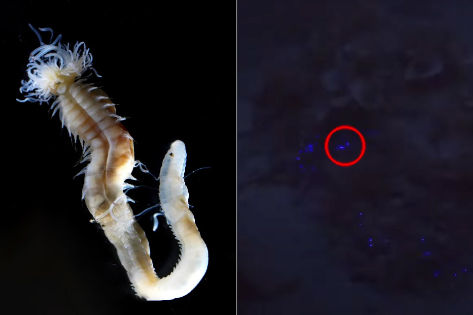 Researchers Discover Rare Demon Fire Worms in Japan That Glow in the